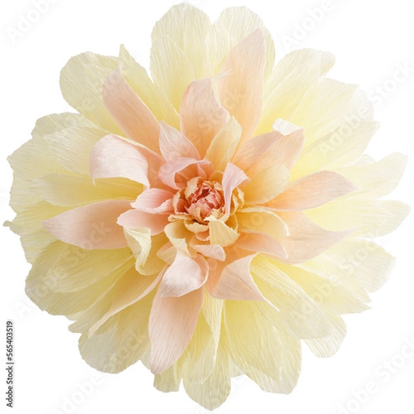 Fototapeta Isolated single paper flower dahlia made from crepe paper