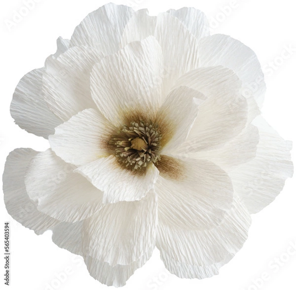 Fototapeta Isolated single paper flower iceberg floribunda rose made from crepe paper