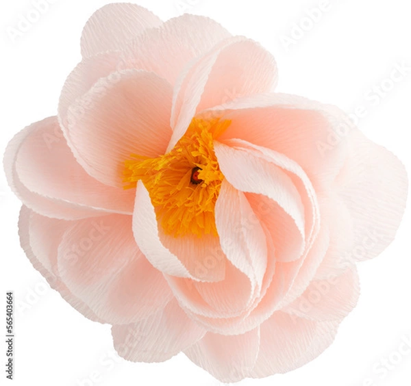 Fototapeta Isolated single paper flower peony made from crepe paper