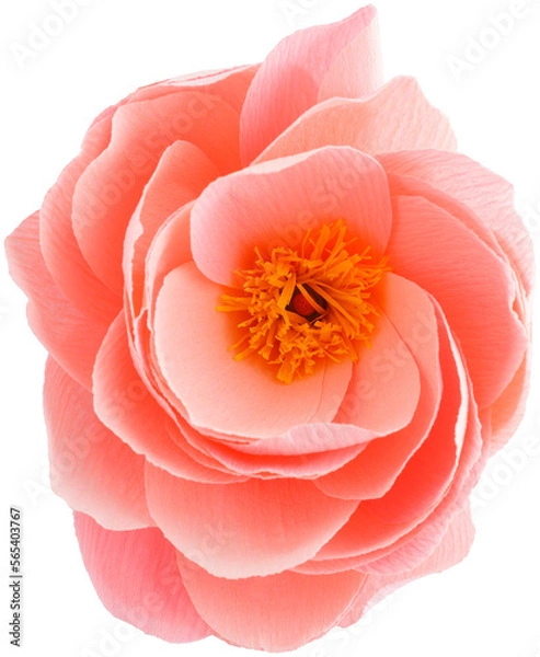 Fototapeta Isolated single paper flower peony made from crepe paper