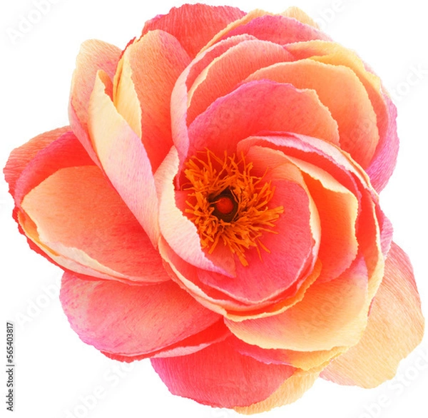 Fototapeta Isolated single paper flower peony made from crepe paper