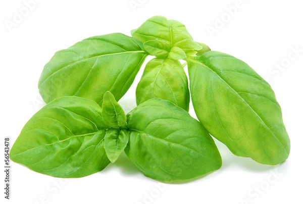Obraz Foglie di basilico su sfondo bianco