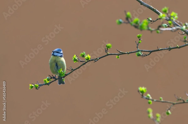 Obraz Modraszka na gałęzi