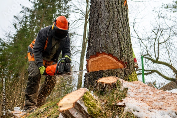 Fototapeta A professional lumberjack cutting down a dangerous tree near a public road.