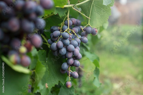 Obraz Ripe blue wine grapes in organic garden on a blurred background of greenery. Eco-friendly natural products, rich fruit harvest. Close up macro.  Copy space for your text. Selective focus.