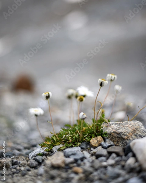 Fototapeta Mountain wildflowers in bloom