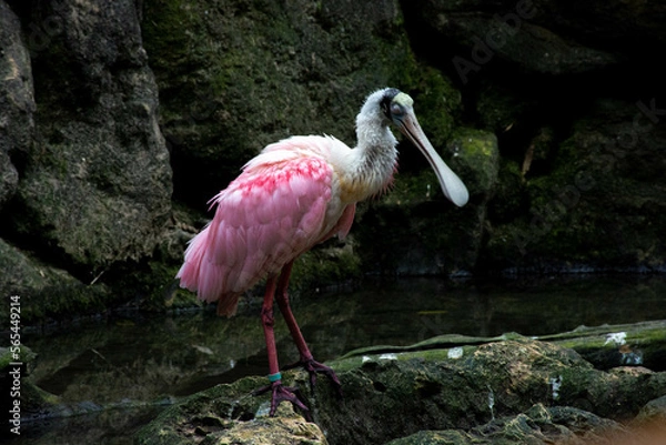 Obraz cancun vacation mexico sumer 