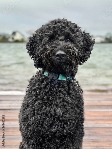 Obraz black dog on water