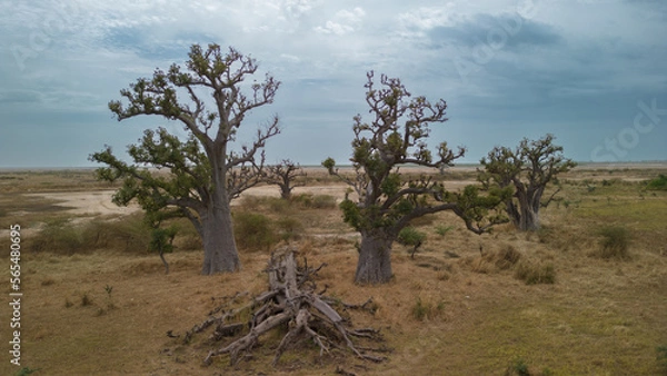 Obraz ÎLES DU SALOUM, SENEGAL BAOBAB