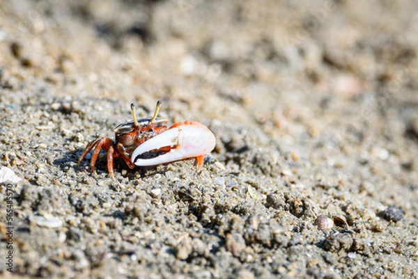 Fototapeta Fiddler crabs, Ghost crabs orange red small male sea crab colorful. One claw is larger and used to wave and act as a weapon in battle. wildlife lifestyle small animals living in the mangrove forest