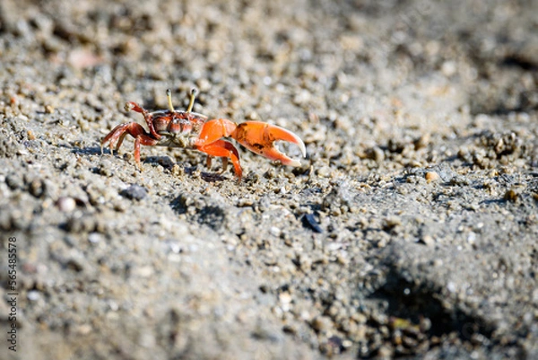 Fototapeta Fiddler crabs, Ghost crabs orange red small male sea crab colorful. One claw is larger and used to wave and act as a weapon in battle. wildlife lifestyle small animals living in the mangrove forest