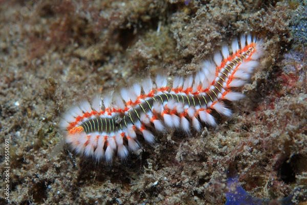 Fototapeta Feuerwurm (Hermodice carunculata)