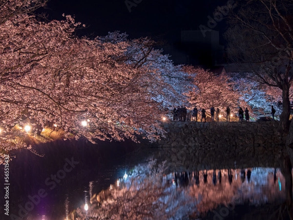 Obraz 松本城の夜桜