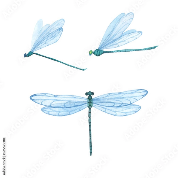 Obraz Set Green Dragonfly with detailed wings isolated. Watercolor hand drawn realistic flying insect llustration for design
