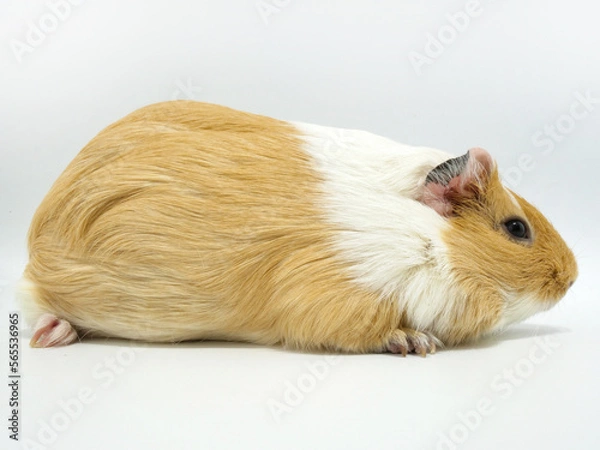 Obraz 横から見たモルモット