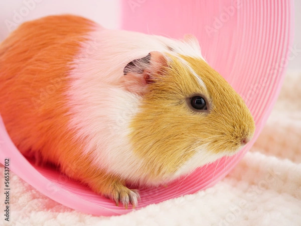 Obraz ピンクのトンネルとモルモット