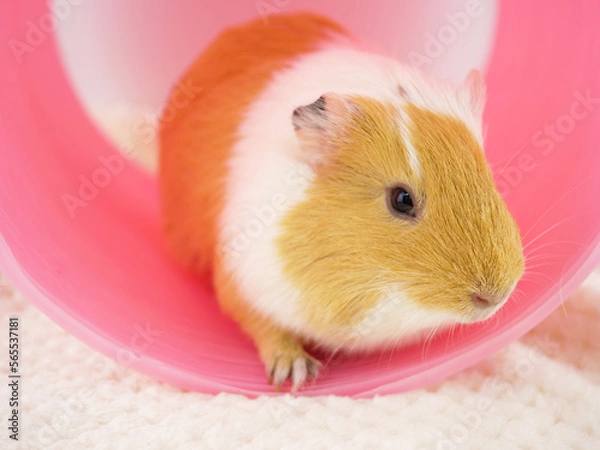 Fototapeta トンネルから出てきたモルモット