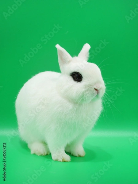 Obraz お座りするドワーフホト