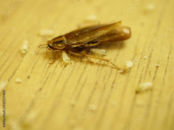 Obraz 成体のゴキブリと幼体のゴキブリ