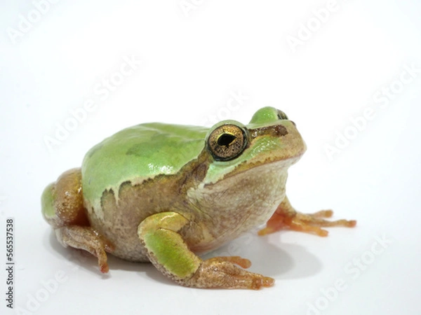 Obraz 上を見ているニホンアマガエル