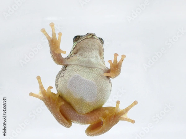 Fototapeta ガラスを登っているニホンアマガエル