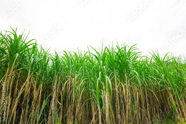 Fototapeta sugar cane farm on white background,sugar cane isolate on white background,cane leaves on white background isolated nice for graphic designers,Agriculture,Asia,Biology,Candied Fruit,Close-up,Color