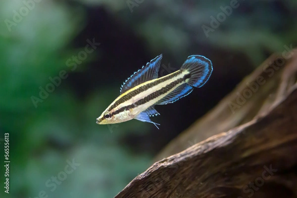 Fototapeta Licorice Gourami - Parosphromenus Sp. "Blue Line"