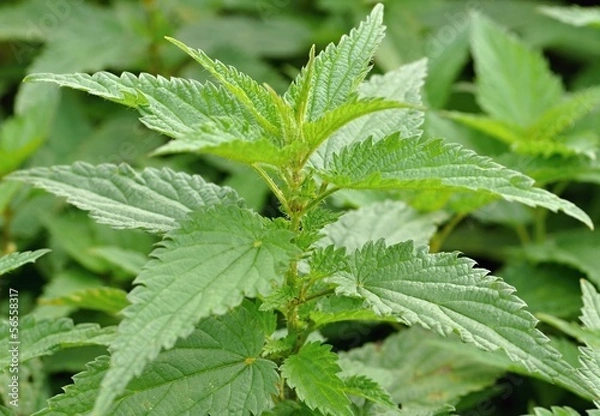 Fototapeta Nettle
