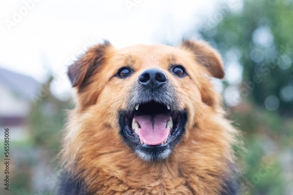 Fototapeta Brown shaggy dog with open mouth on blurred background close-up. Portrait of a cheerful friendly dog