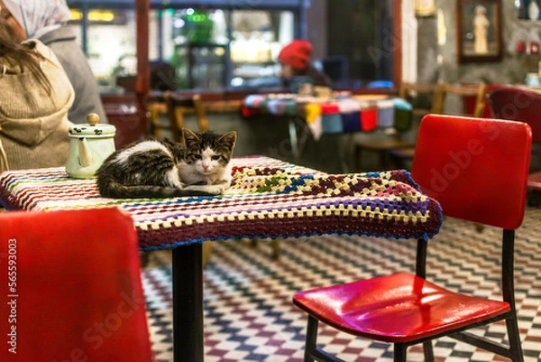Obraz Adorable, cute cat relaxed on a coffee shop interior. Sweet kitty on a table next to a cup. Concept of love animals, pets.