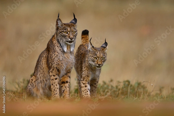 Fototapeta Iberian lynx, Lynx pardinus, mother with young kitten, wild cat endemic to Iberian Peninsula in southwestern Spain in Europe. Rare cat walk in the nature habitat. Lynx family, nine month old cub.