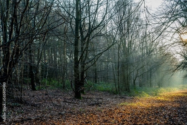 Fototapeta Trees in sunlight