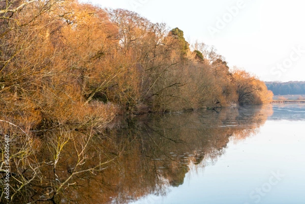 Fototapeta Trees reflecting