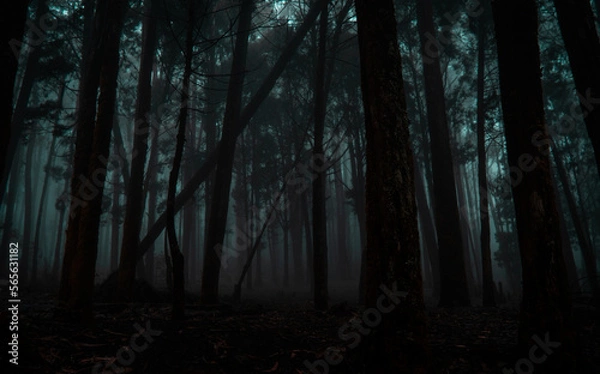 Obraz Fog-filled cold and dark haunted forest