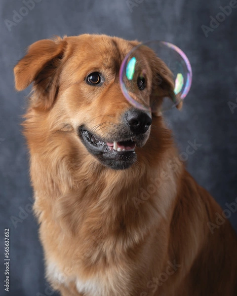 Obraz Golden retriever cross with bubble in front of his head.