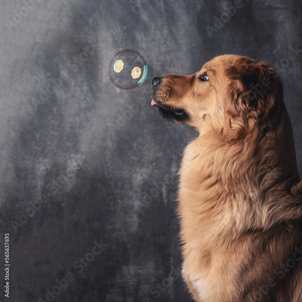 Obraz A dog watches a bubble.