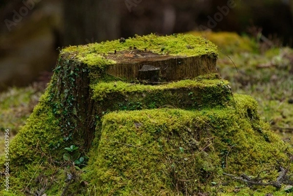 Fototapeta 自然の階段