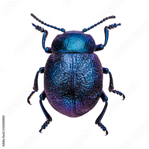 Obraz Cobalt milkweed beetle