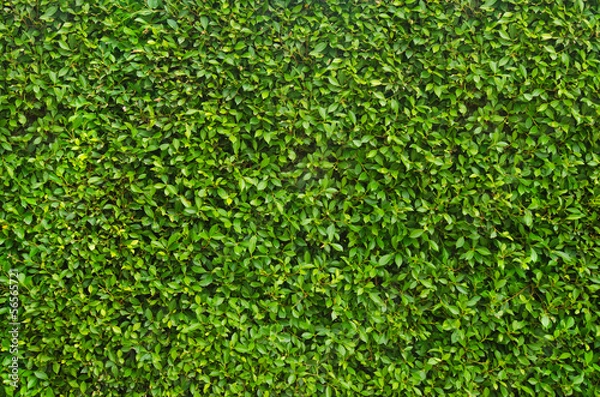 Obraz leaf ,use as wall paper