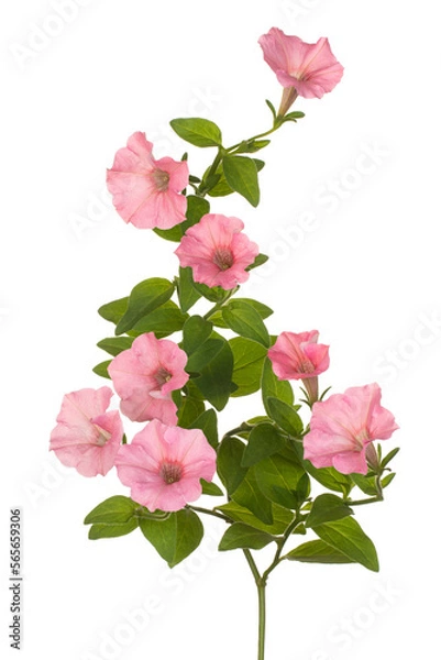 Obraz petunia flower isolated