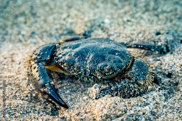 Obraz Cangrejo en la playa