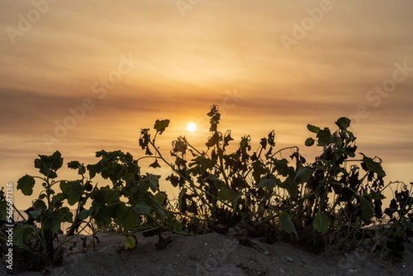 Obraz Arbol con el amanecer