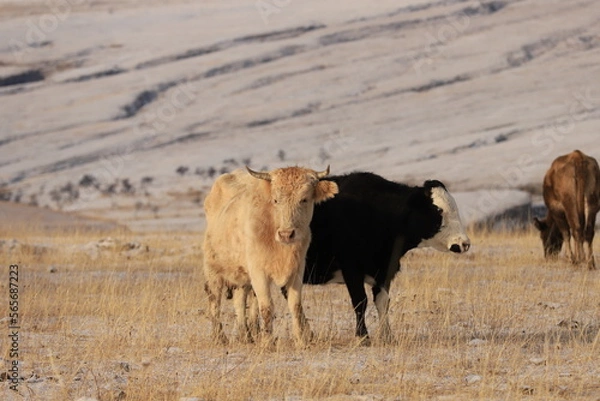 Fototapeta Two cows - beige and black - stand against the backdrop of beige mountains and terraces in Dagestan and look at me.