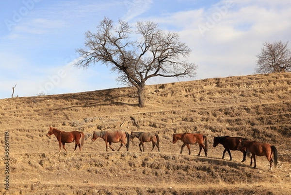 Fototapeta Six brown horses walk in a row along a mountain path on terraces against the backdrop of a slope and ebony with a round crown.