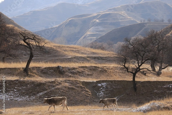 Fototapeta Two cows walk along a mountain terrace with dry grass and peach trees against the backdrop of mountain ranges in winter Dagestan.