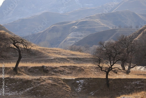 Fototapeta Terraces with dry grass and peach trees against the backdrop of mountain ranges in winter Dagestan.