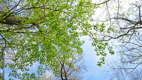 Obraz 青空と樹木