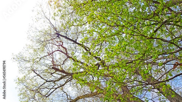 Obraz 青空と樹木