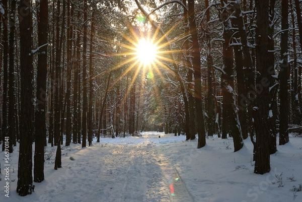Fototapeta Zimowe słońce w lesie