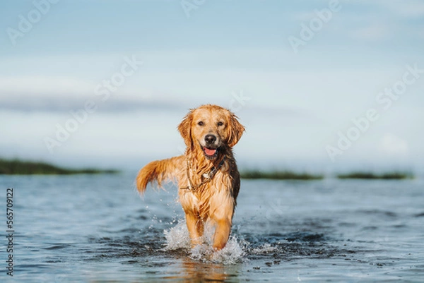 Obraz Golden retriever dog playing in the water